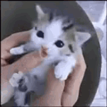 Kitten Roar GIFs | Tenor
